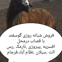 فروش تلفنی دام برا عقیقه تولد نوزاد عروسی بره زنده|حیوانات مزرعه|تهران, سبلان (لشگر)|دیوار