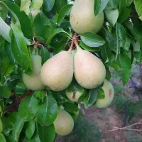 گلابی بیروتی درجه یک وتازه