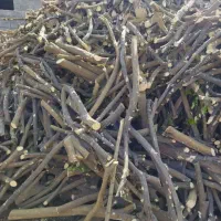 خرید و برش مرکبات|خدمات باغبانی و درختکاری|منوجان, |دیوار