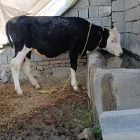 کوساله سیمیتال