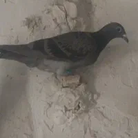 دوتا پولکی دوتا قره موشی  جوجه کسی گرفته خریدارم