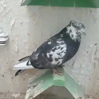 کبوتر کله ماستی