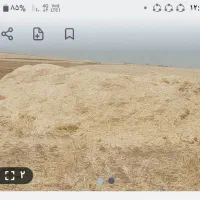 کاه گندم