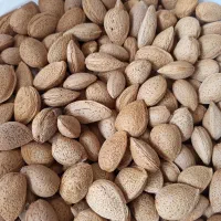 ۲۰۰ کیلو بادام درختی