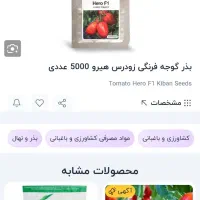 بذر گوجه بزرگ هیرو آماده نشا در پالت های گلخانه ای