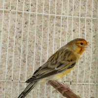 فروش تعدادی قناری|پرنده|کرمان, |دیوار