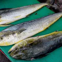 ماهی حلوا چمن و دم زرد و گالیت