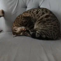 واگذاری گربه اقیم ماده|گربه|رودهن, |دیوار