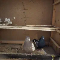 یک جفت کبوتر سینه یا دوکت سفید