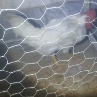 خوروس