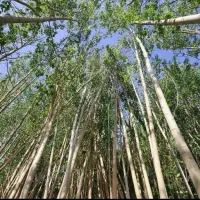 نـهال فروشـی کـریمـی|خدمات باغبانی و درختکاری|بیضا, |دیوار