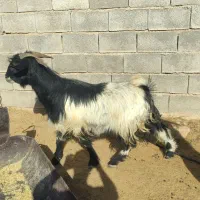 فروش 2عدد دوبر بخته شده 2عدد چپش|حیوانات مزرعه|جنت, |دیوار