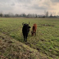 گاو خوشکل باگوساله عالی