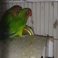 جفت کوتوله اهلی وجفت مرغ عشق