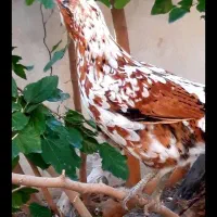 تخم مرغ نطفه دار گلین کلکسیونی