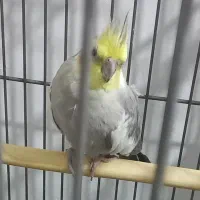 عروس هلندی نروماده دونه ای ۸۰۰