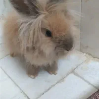 خرگوش لوپ|موش و خرگوش|سنندج, |دیوار