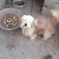 واگذاریه سگه شیتزو