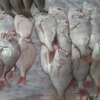 ماهی تازه