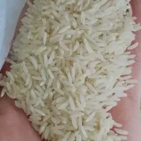 برنج هاشمی درج یک محصول امساله سفید خوش پخت