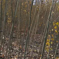 فروش صنوبر.قلمه کشاورزی نیگرا.تبریزی|گل و گیاه طبیعی|خوی, |دیوار