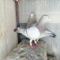 کبوتر سوسنی