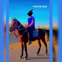اسب‌نریان|اسب و تجهیزات اسب‌سواری|میناب, |دیوار