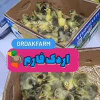 جوجه غاز سن یک روزه نا پانزده  روزه درجه یک