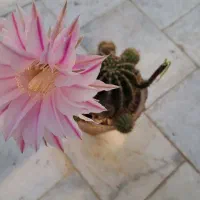 چندعدد گلدان کاکتوس به فروش میرسد