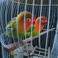 طوطی برزیلی کوتوله