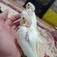 عروس هلندی جوجه|پرنده|قیدار, |دیوار