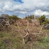 هرس هلو شلیل و مرکبات