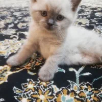 واگذاری توله گربه هیمالین