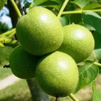 نهال گردو