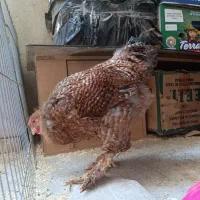 دو عدد خروس برهما|حیوانات مزرعه|تهران, پردیسان|دیوار