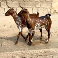 چند قلوزا|حیوانات مزرعه|نوشهر, |دیوار