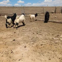 سلام فروش ۴ رس بزغاله نر سبک اهگی بخون زنگ بزن