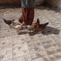 پنج عدد خروس جوان