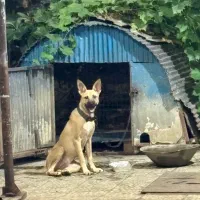 واگذاری رایگان سگ مالینویز