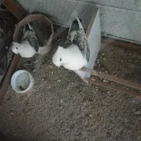 کفتر نر پشت طاووسی