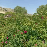 نهال گل محمدی بدون خار اصلاح شده