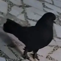 کبوتر اصفهانی