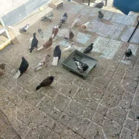 کفتر تهرانی و شهرستانی|پرنده|قرچک, مهدیه|دیوار