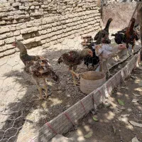 ی خروس و چندتا جوجه لاری اصل