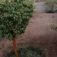 باغچه 500متر سند دار متری 8000000 میلیون