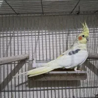 لوتینو نر