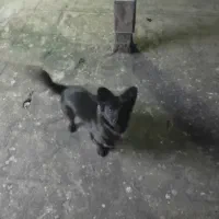 سگ پاکوتاه|سگ|مشهد, خواجه ربیع|دیوار