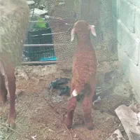 وره مار|حیوانات مزرعه|ساری, |دیوار