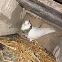 کبوتر خوب|پرنده|گتوند, |دیوار