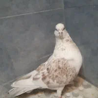 سه عدد کبوتر پرشی تهرانی